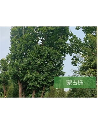 標(biāo)題：?jiǎn)坦嗄?瀏覽次數(shù)：2392
發(fā)表時(shí)間：2020-10-17
