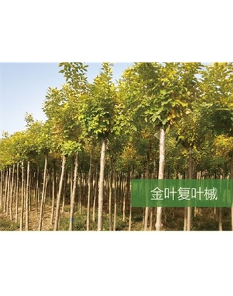 標(biāo)題：?jiǎn)坦嗄?瀏覽次數(shù)：2200
發(fā)表時(shí)間：2020-10-17
